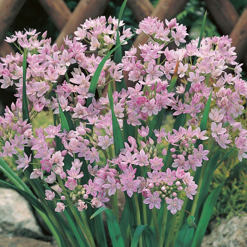 Allium unifolium - Image 3
