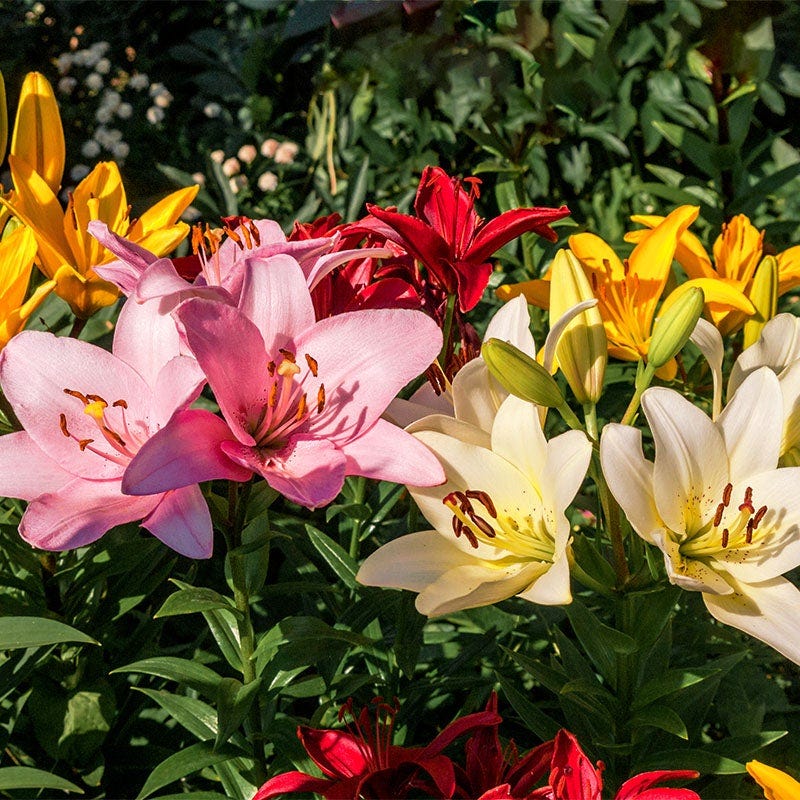Asiatic Lily Mix - Image 2