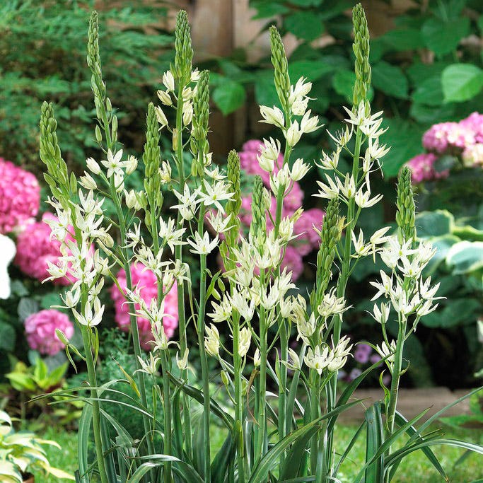 White Camassia Lily - Image 2