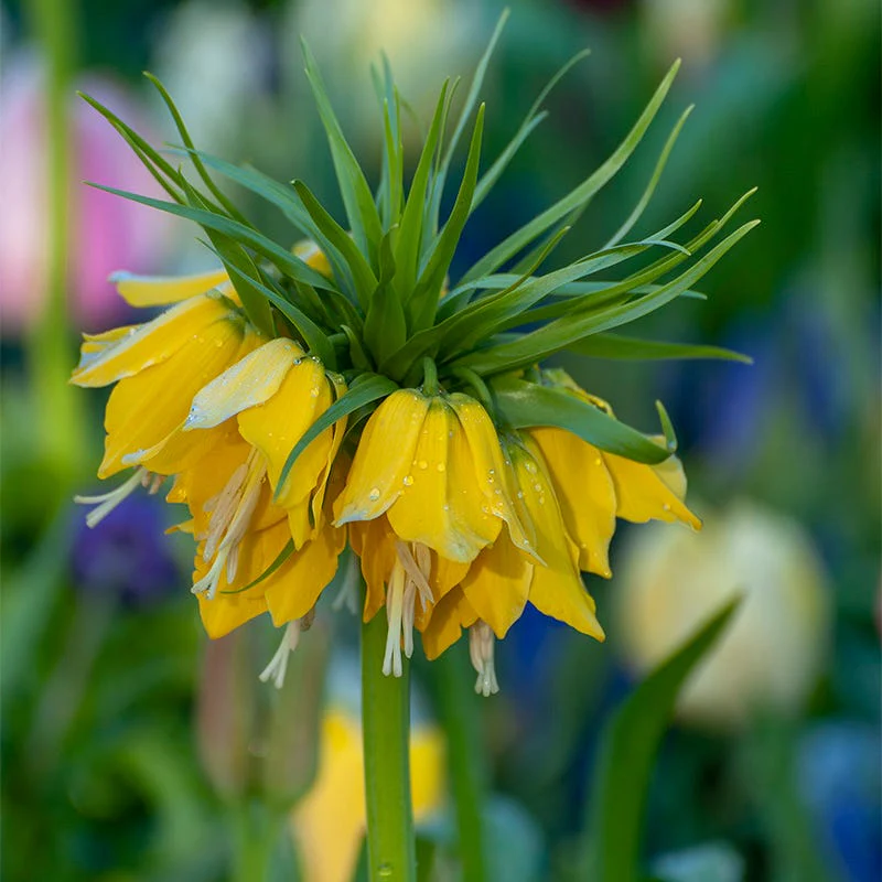 Yellow Crown Imperial