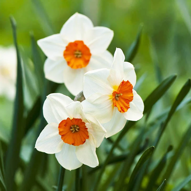 Naturalizing Tulip & Daffodil Bulb Collection - Image 5