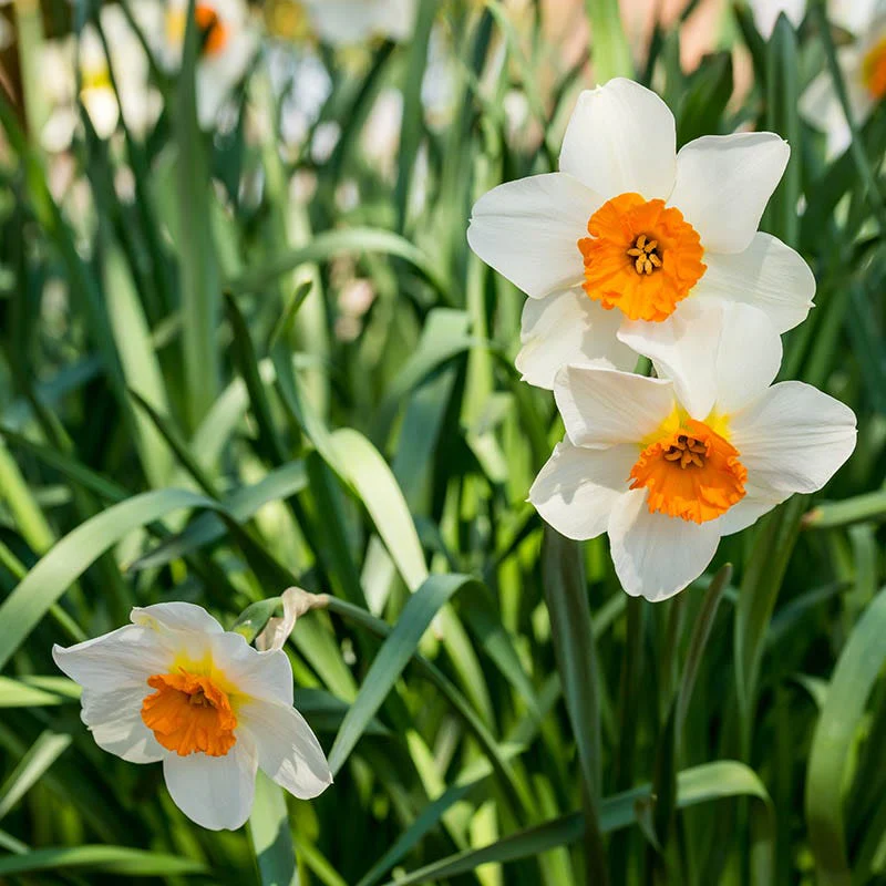 Barrett Browning Small Cupped Daffodil - Image 3