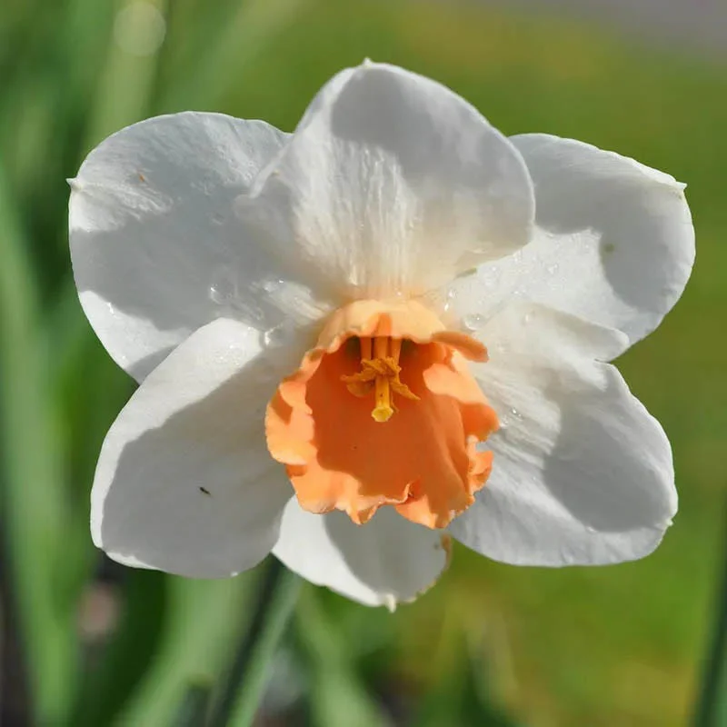 Blushing Daffodil Flower Bulb Collection - Image 3