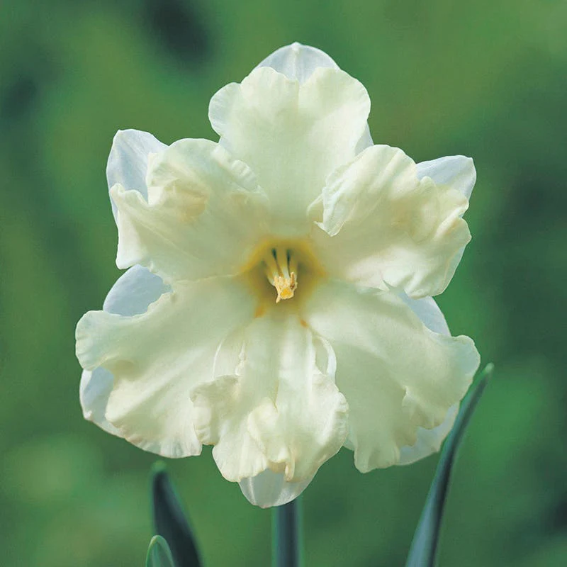 Cassata Daffodil - Image 3
