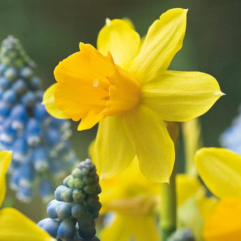 Deer Resistant Daffodil Bulb Collection - Image 4