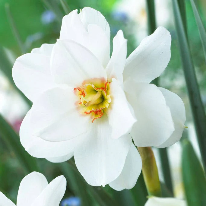 Double Poet's Daffodil - Image 2
