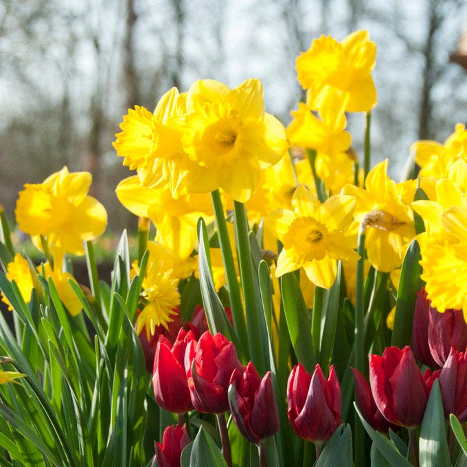 Dutch Master Trumpet Daffodil - Image 3