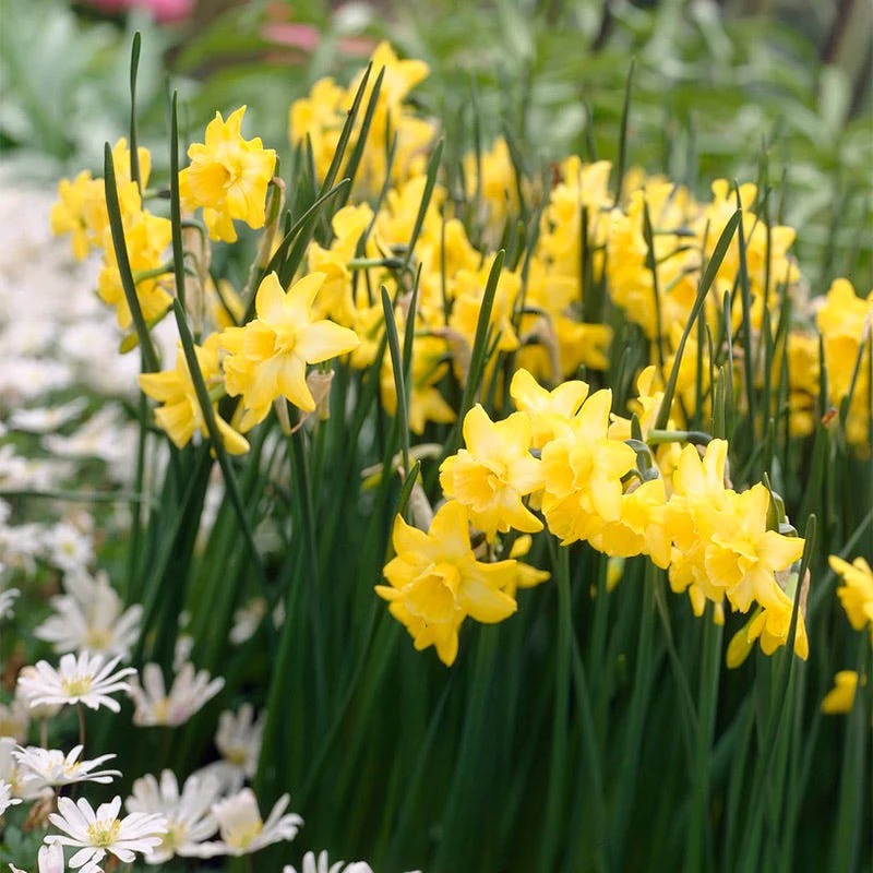 Hillstar Daffodil - Image 2