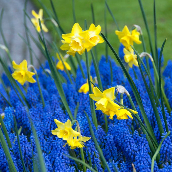 Hillstar Daffodil - Image 3