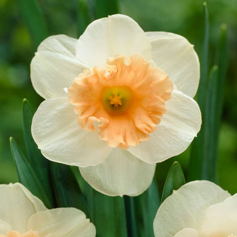 Pink Parasol Trumpet Daffodil - Image 4