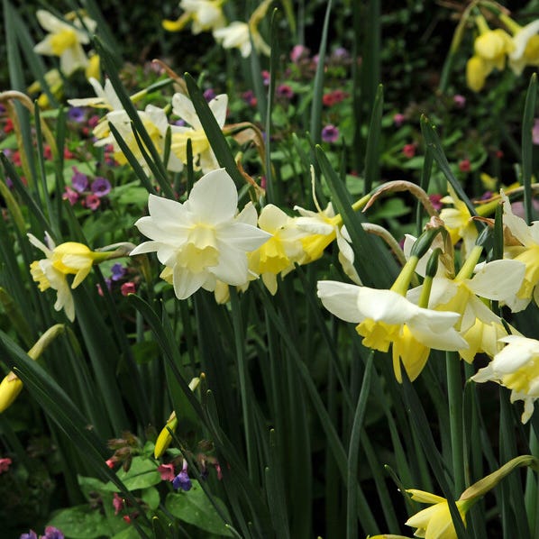 Sailboat Daffodil