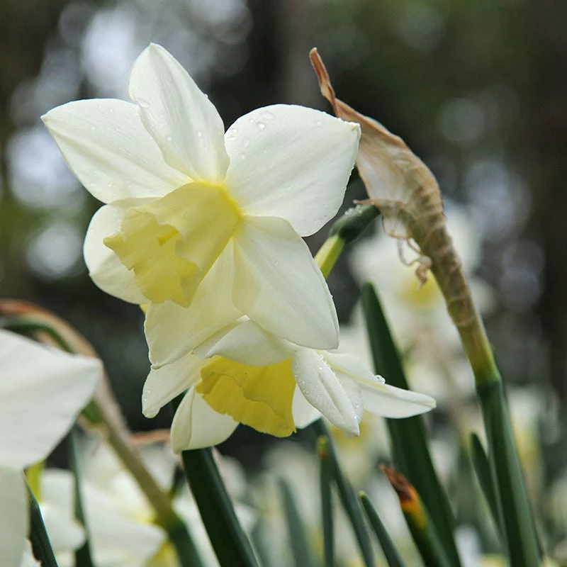 Strawberries & Cream Daffodil Collection - Image 5