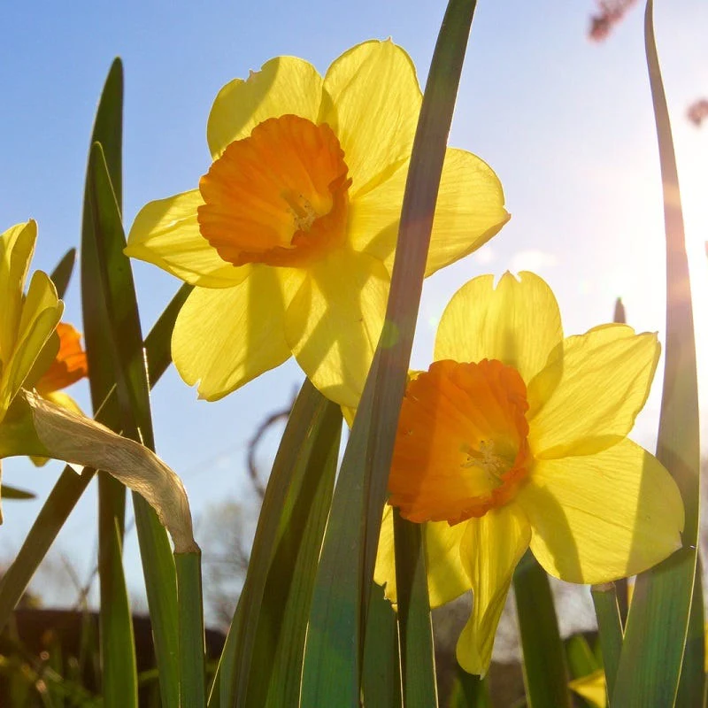 Scarlett O'Hara Large Cupped Daffodil - Image 2