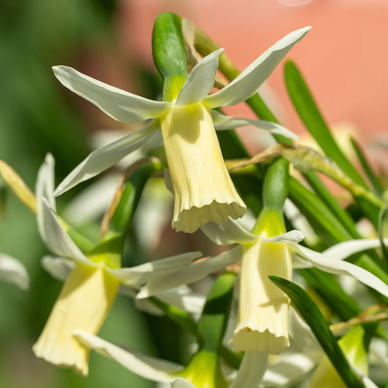 Snipe Miniature Daffodil