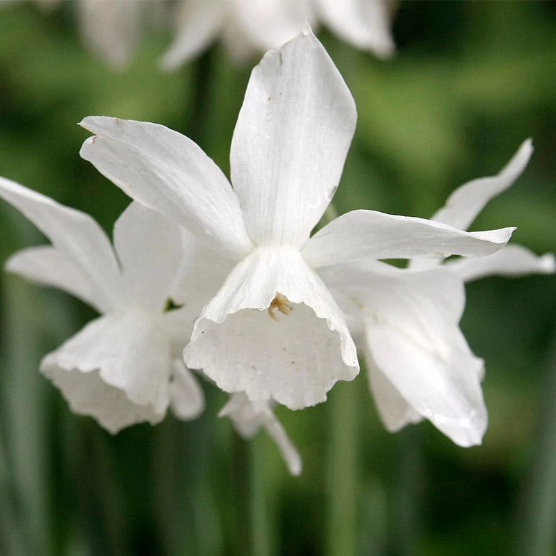 Snow Drift White Daffodil Bulb Collection - Image 2