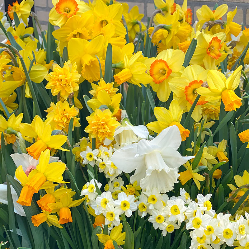 Botanical Daffodil Mix