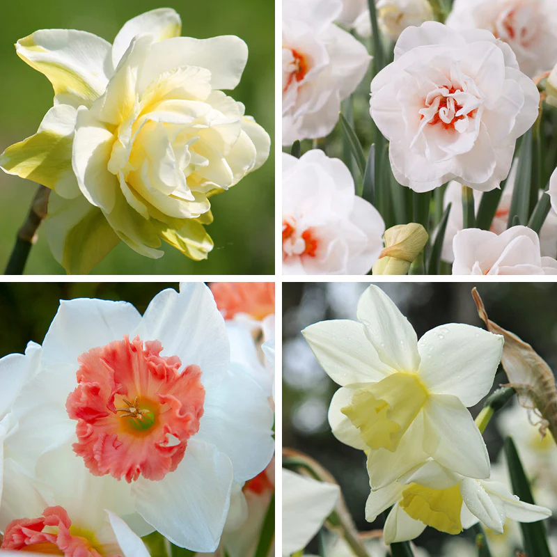 Strawberries & Cream Daffodil Collection