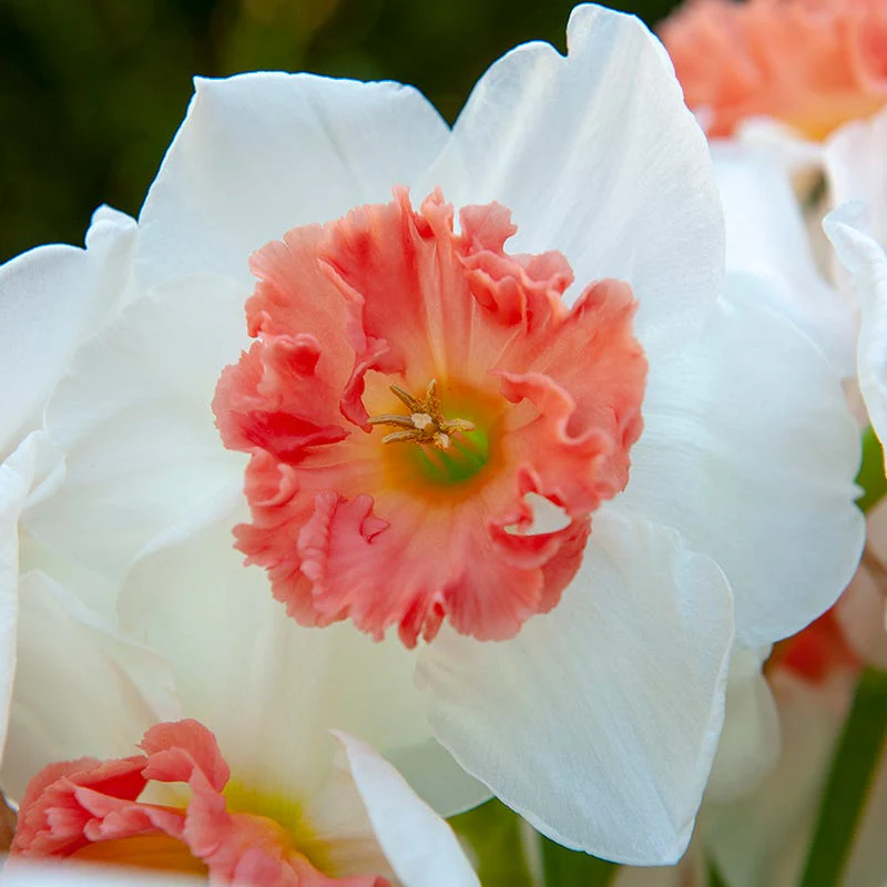 Strawberries & Cream Daffodil Collection - Image 2