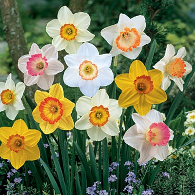 Sunshine Large Cupped Daffodil Mix