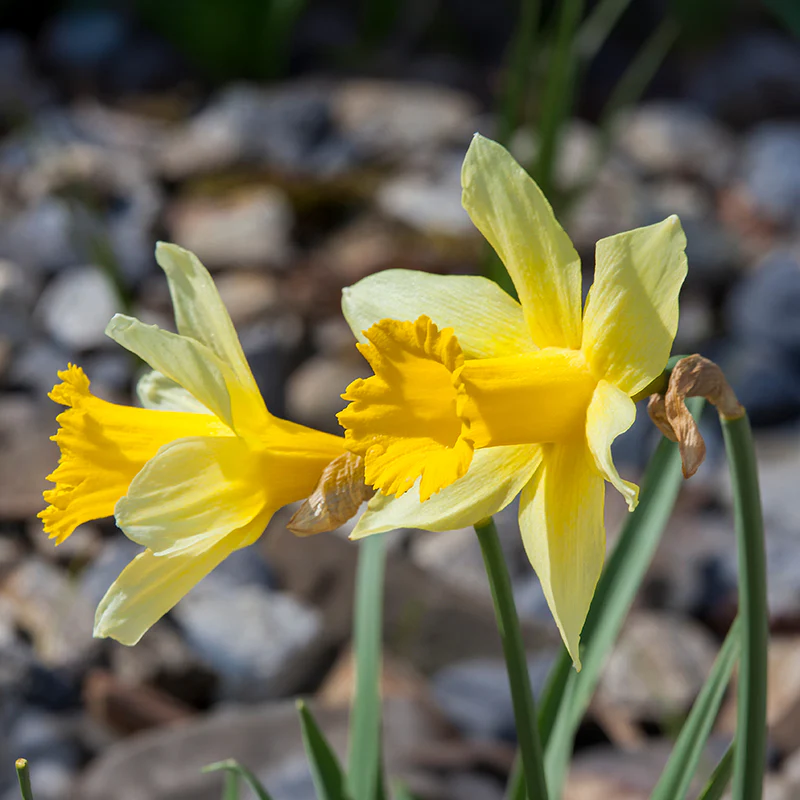 Wild Spanish Daffodil - Image 2