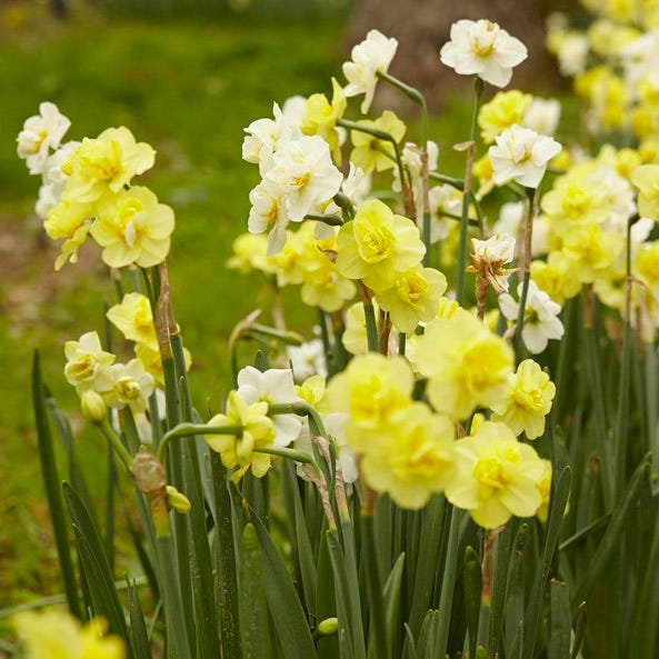 Yellow Cheerfulness Double Daffodil - Image 2