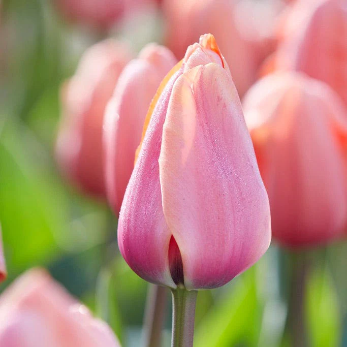 Apricot Impression Darwin Tulip