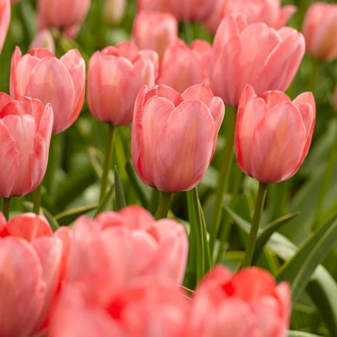 Apricot Impression Darwin Tulip - Image 2