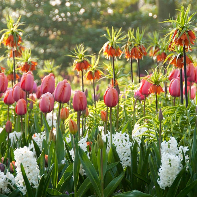 Apricot Impression Darwin Tulip - Image 4
