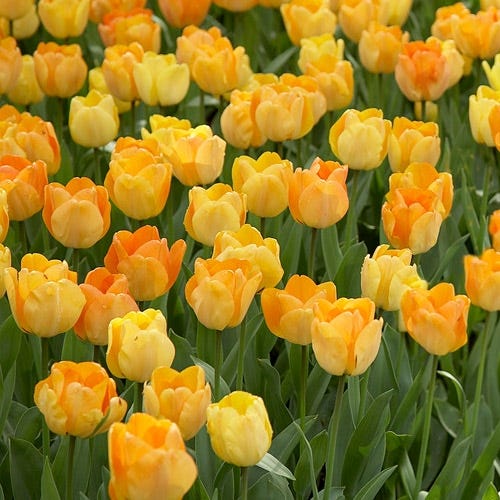 Daydream Darwin Tulip - Image 3
