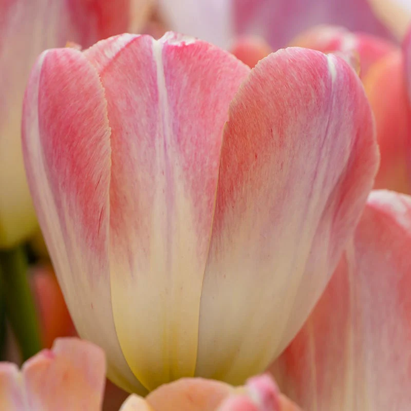 Kunyun Darwin Tulip