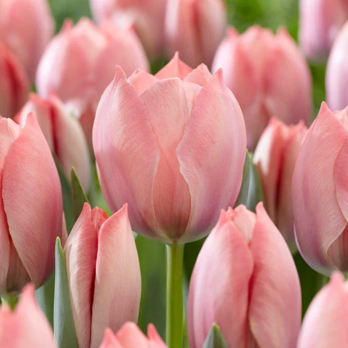 Dreamy Drift Tulip Collection - Image 3