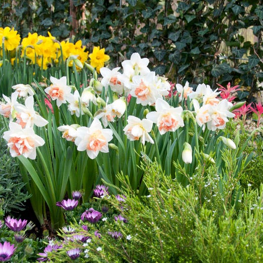 Delnashaugh Double Daffodil - Image 3