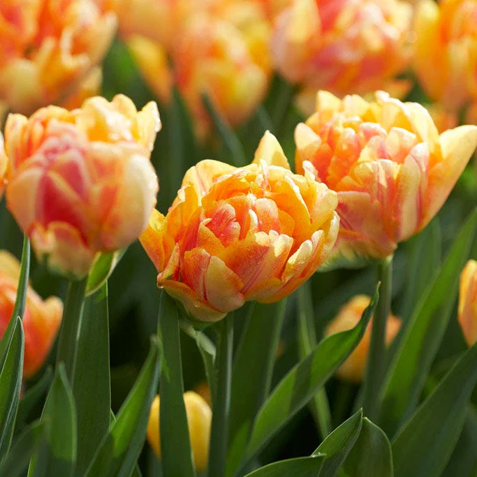 Foxy Foxtrot Double Early Tulip