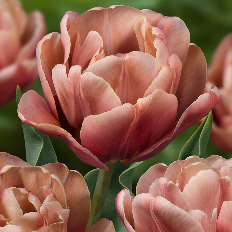 La Belle Epoque Double Early Tulip - Image 3