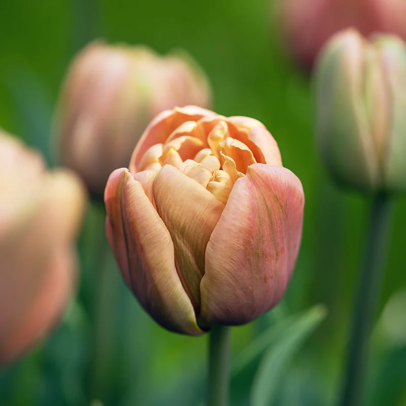 La Belle Epoque Double Early Tulip - Image 4