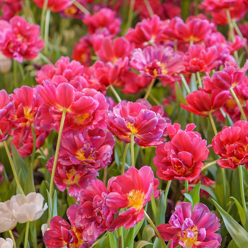 Margarita Double Early Tulip - Image 2