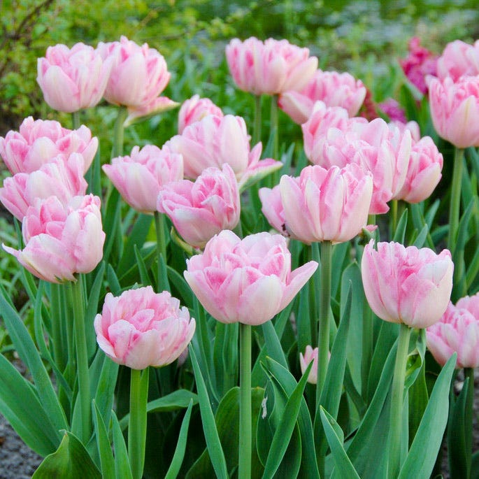 Foxtrot® Double Late Tulip - Image 2