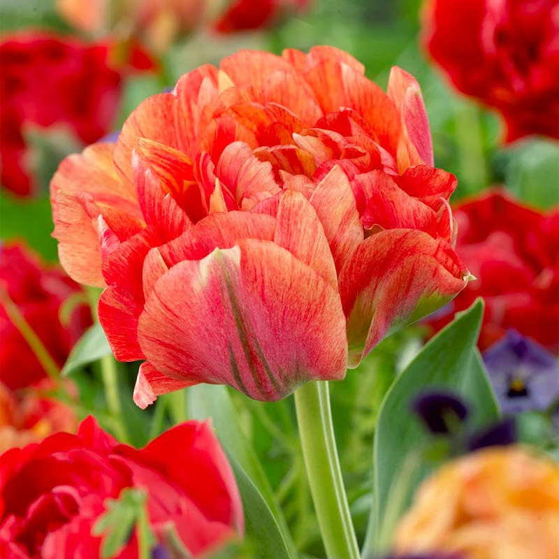 Gudoshnik Double Late Tulip - Image 2
