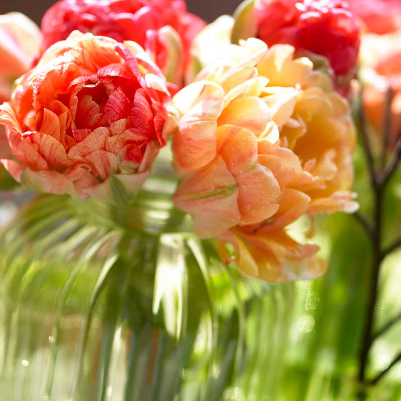 Gudoshnik Double Late Tulip - Image 3