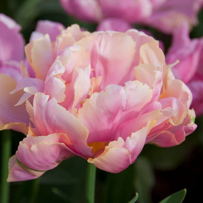 Pink Star Double Late Tulip