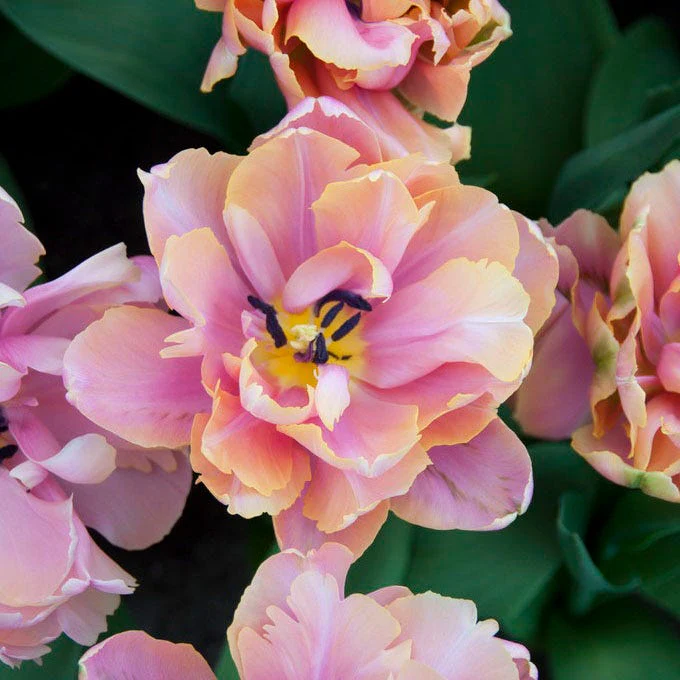 Pink Star Double Late Tulip - Image 2