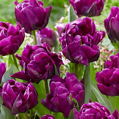 Purple Peony Double Late Tulip - Image 2