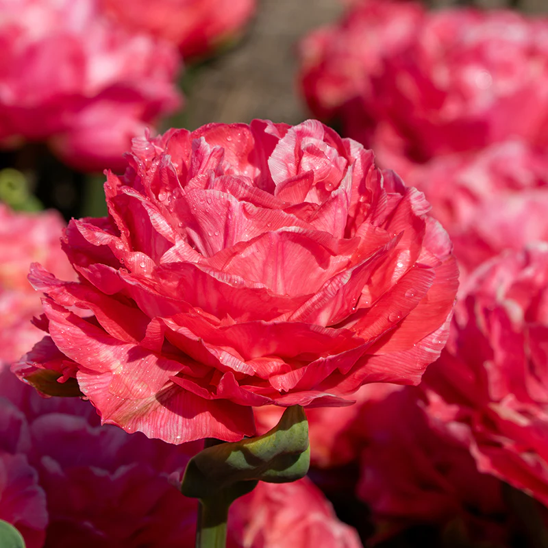 Taiwan Double Late Peony Tulip - Image 2