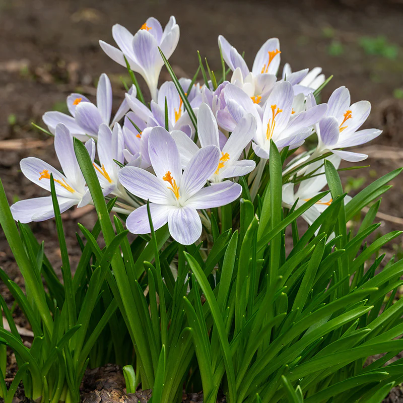 Candlelight Dutch Crocus - Image 3