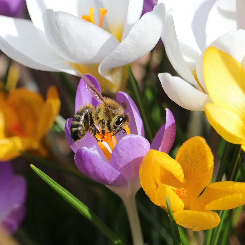 Dutch Crocus Mix - Image 2