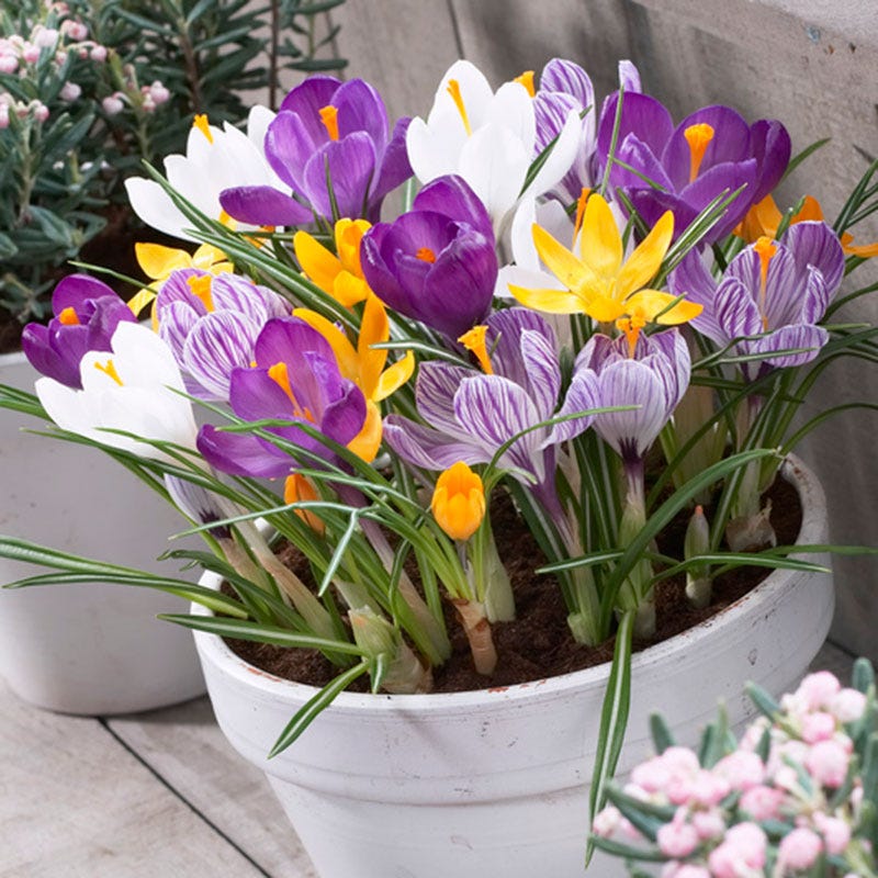 Dutch Crocus Mix - Image 3
