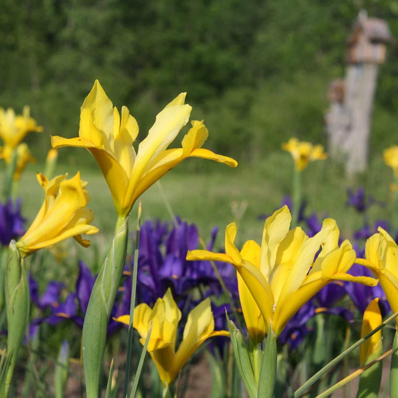 Yellow Queen Dutch Iris - Image 2