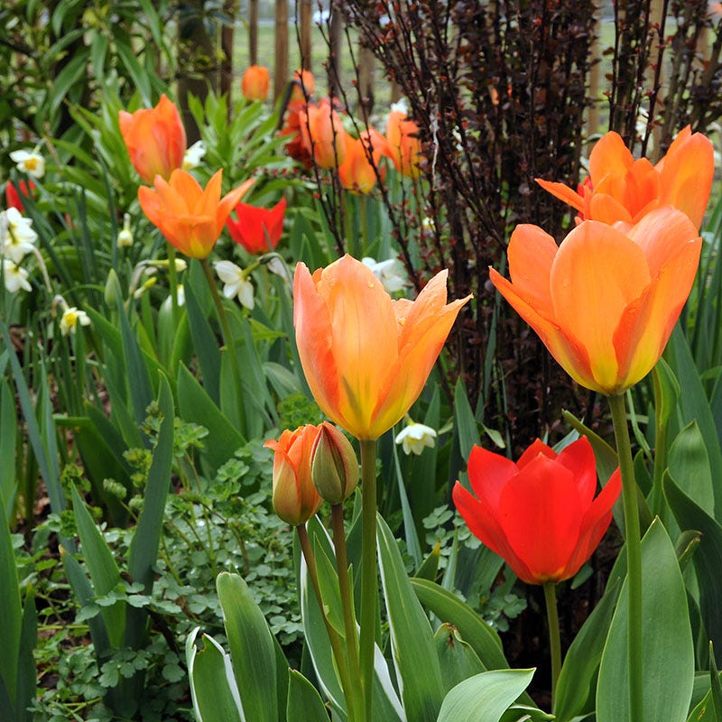 Orange Emperor Tulip - Image 3