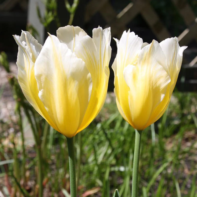 Sweetheart Emperor Tulip - Image 2