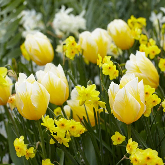 Sweetheart Emperor Tulip - Image 3